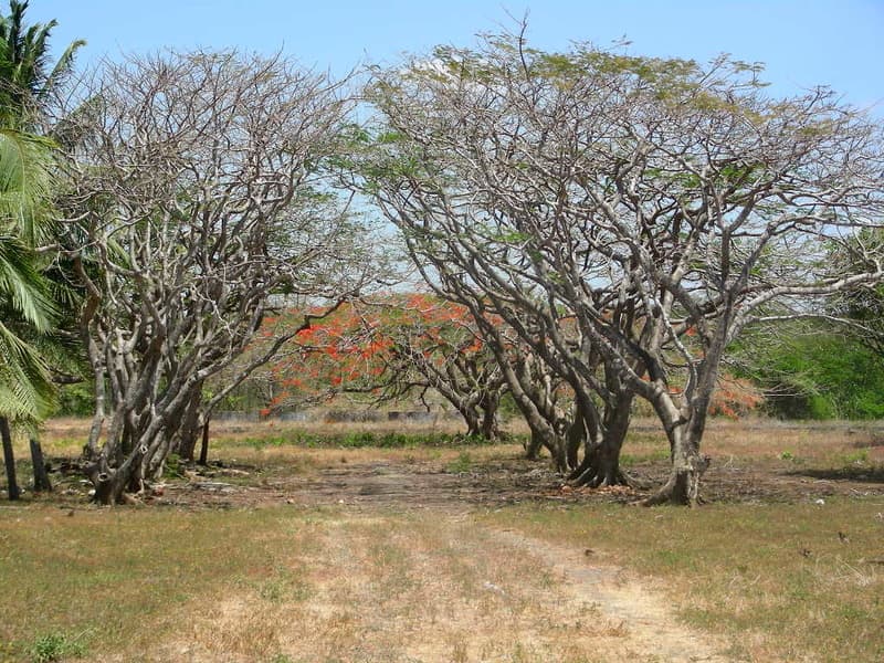 Lot in Junquillal to invest and develop. 17490
